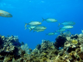 Yellow Jacks IMG 3132
